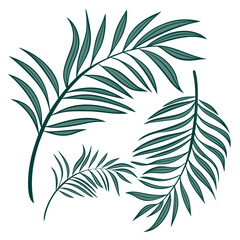 Three dark teal palm leaves on white background tropical 1