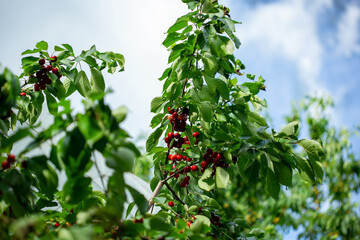 Branch full ripe red cherries green leaves against background sunlight. Summer fruit harvest in natural garden environment.