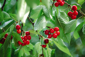 Branch full ripe red cherries green leaves against background sunlight. Summer fruit harvest in natural garden environment.