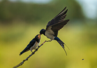 A swallow brought insects in its beak to its chick sitting on a branch on a summer day