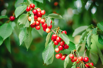 Branch full ripe red cherries green leaves against background sunlight. Summer fruit harvest in natural garden environment.