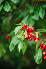 Fototapeta premium Branch full ripe red cherries green leaves against background sunlight. Summer fruit harvest in natural garden environment.