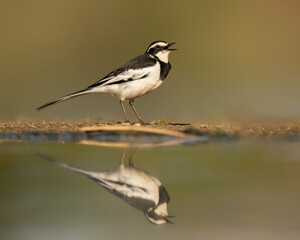 The African pied wagtail (Motacilla aguimp) is found in sub-Saharan Africa from the Eastern Cape north to extreme southern Egypt and from Guinea to western Eritrea and Somalia