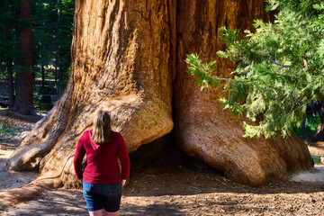 Giant Sequoia Tree Trunk with Female Hiker in Sequoia National Forest California