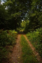 Narrow Trail under Tree Canopy