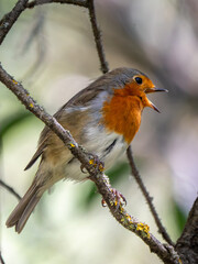 Bird on a branch