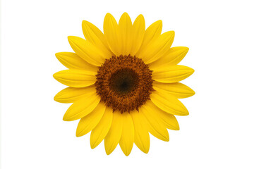 Fototapeta premium Sunflower blooming with yellow petals on transparent background