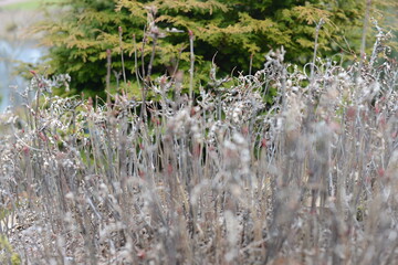 close up of dried plants red grey forest texture