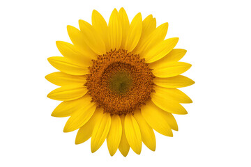 Fototapeta premium Sunflower head showing petals and seeds isolated