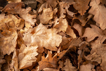 Autumn oak leaves background