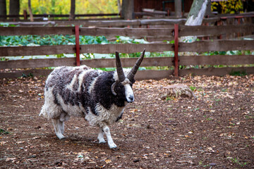 Rare four-horned sheep standing on a farm in autumn. Unique livestock animal with thick wool and...