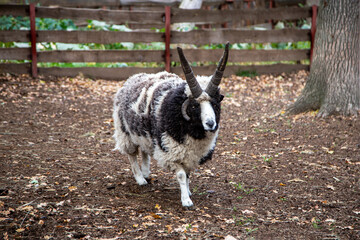 Rare four-horned sheep standing on a farm in autumn. Unique livestock animal with thick wool and...