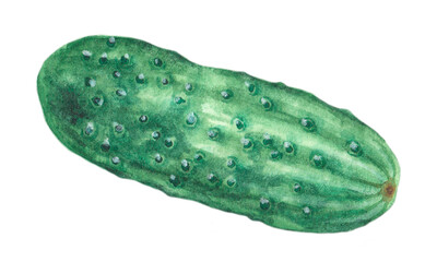 Cucumber watercolor illustration. Green cucumber. Vegetable. Thanksgiving. Ripe cucumber. Autumn harvest. Farmer. Healthy food. Isolated illustration. Bright. For printing.
