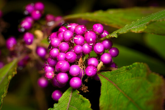 A stunning close-up of shiny, violet-purple Callicarpa bodinieri 'Profusion' (Beautyberry) berries covered in fresh dew drops, set against dark green leaves