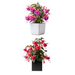 Potted Fuchsia Plants with Pink and Red Flowers, isolated on transparent background