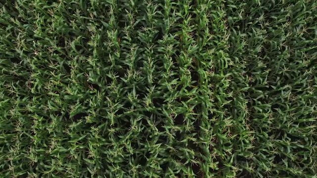 Aerial top-down view, wind-swept cornfield, food security, developing nations agriculture, global food supply chain