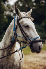 Obraz premium Close-up of a horse muzzle with visible nostrils and whiskers in natural light, detailed texture of animal skin and fur outdoors