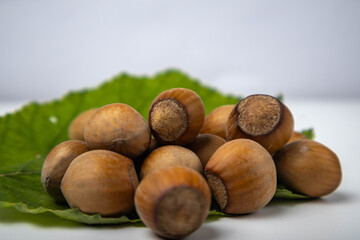 hazelnut on a white background