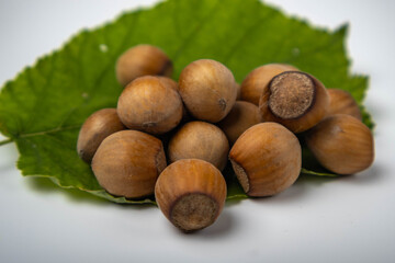hazelnut on a white background