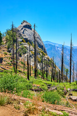 Moro Rock Burned Forest and Regrowth in Sequoia National Park California