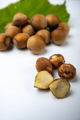 hazelnut on a white background