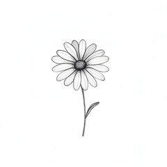 Fototapeta premium Minimal flower outline, a daisy or tulip, with few petals, black on white
