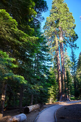 Sequoia Trees Forest Trail Sunlight and Pathway in Lush Green Woodland