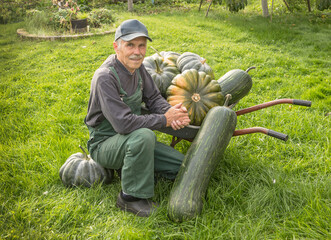 An elderly man grew pumpkins. He was transporting them in a wheelbarrow and sat down to rest.