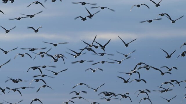 Brent Goose, Branta bernicla, in flight, slow motion, birds, group, migrating group, goose, geese, sky, sunset, field, Texel island, Texel, Nederlands