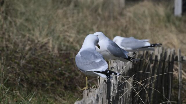 maw, mew, mew gull, common gull, seamew, Larus canus, Texel, Texel island, Netherlands