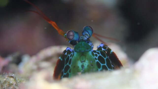 Macro underwater shot of a peacock mantis shrimp poking head out of a sand tunnel. Taken in Similan Islands Thailand