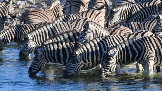 Plain zebras at waterhole,  zebras drinking from a puddle,  Equus quagga,  zebra, savannah, , Etosha, Namibia