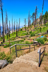 Fototapeta premium Sequoia National Park Burned Forest Steps and Regrowth Under Blue Sky