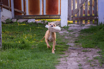Pit bull puppy playing with a white sneaker