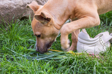 Pit bull puppy playing with a white sneaker
