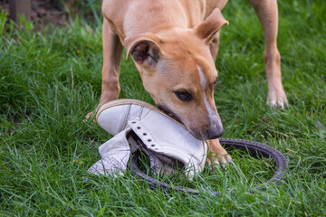 Pit bull puppy playing with a white sneaker