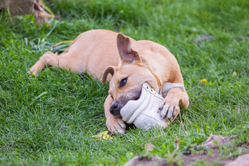 Pit bull puppy playing with a white sneaker