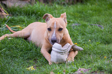 Pit bull puppy playing with a white sneaker