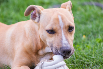 Pit bull puppy playing with a white sneaker