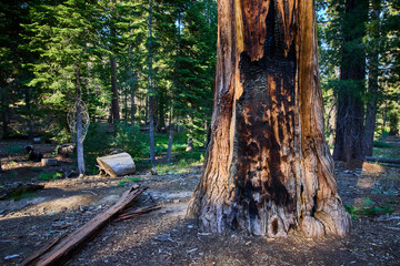 Sequoia Tree Trunk Burned Bark Forest Floor and Fallen Log in Sunlight