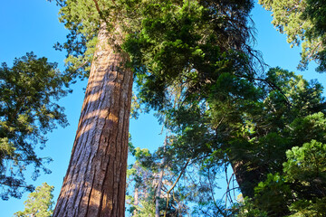 Fototapeta premium Giant Sequoia Trees Towering Canopy and Blue Sky Forest Perspective