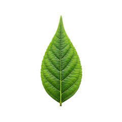 Fototapeta premium Single green leaf with pointed tip and central vein captured in minimalist isolated style on white background showing crisp detail and natural organic texture