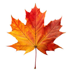 Fototapeta premium Vibrant autumn leaf with shades of red and orange on transparent background, showcasing beauty of nature seasonal change