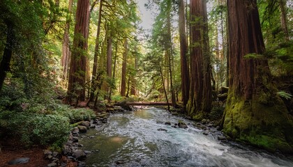 Obraz premium flowing through the redwood forest