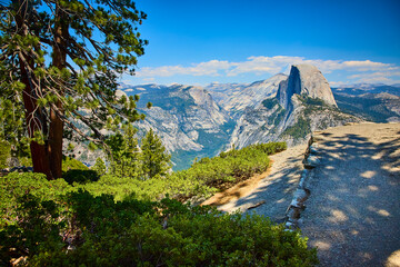 Half Dome and Pine Tree View from Glacier Point Yosemite National Park California