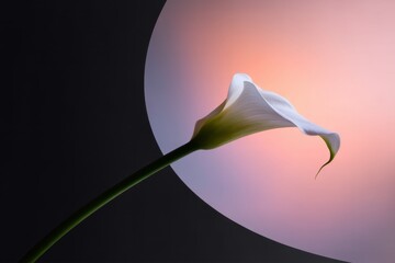Calla Lily Elegance: A delicate white calla lily unfurls its petals against a dramatic backdrop of soft pink and black, a testament to nature's artistic touch and gentle beauty.
