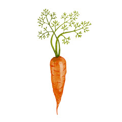 Ripe carrot root vegetable. Vector graphics.