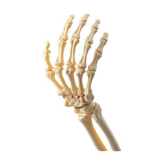 Happy halloween, 3D render Skeleton hand bones   isolated on transparency PNG background, showing the intricate structure of the human hand, Ideal for educational materials, medical studies