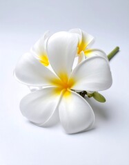 Fototapeta premium Close-up of a single white plumeria flower, with yellow center, against a plain white background. The flower has delicate petals and a stem