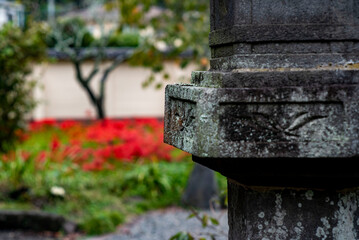 鎌倉25101　英勝寺26　曼珠沙華